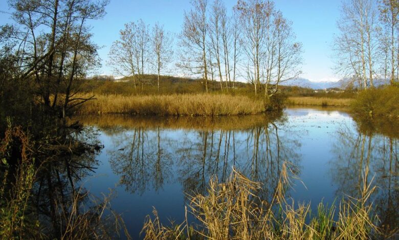 Photo of Rassegna Di Terra e di Cielo: “Il professore della palude” + “Ambienti palustri in evoluzione”