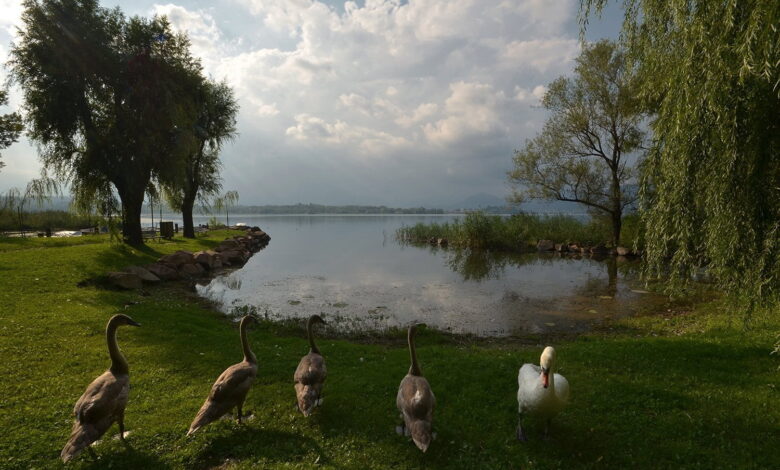 Photo of Rassegna Di Terra e di Cielo: “Un passato scritto nell’acqua” + “La fauna della palude”